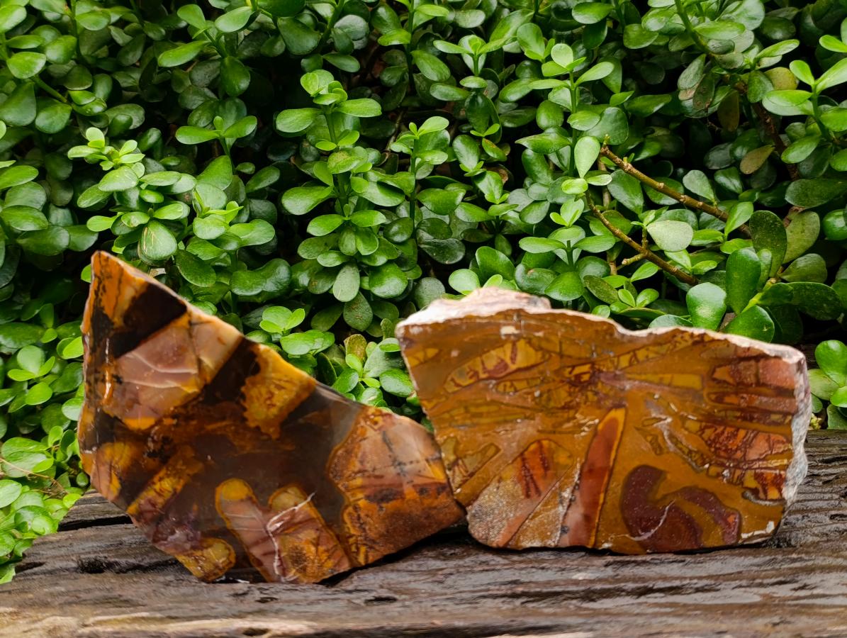 Polished On One Side Nguni Jasper Slices x 2 From Northern Cape, South Africa