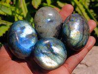 Polished Labradorite Galets x 12 From Tulear, Madagascar