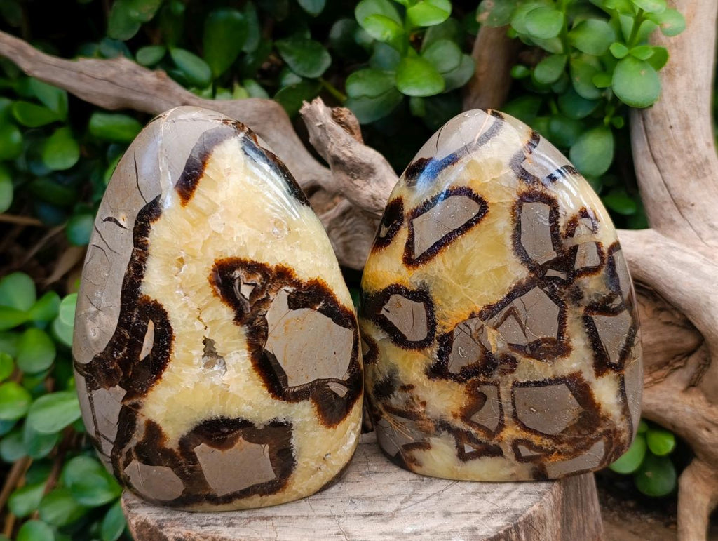 Polished Septerye Standing Free Forms x 2 From Mahajanga, Madagascar