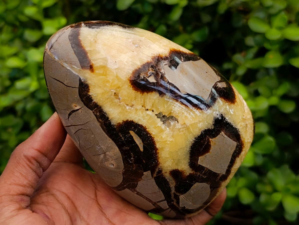 Polished Septerye Standing Free Forms x 2 From Mahajanga, Madagascar