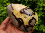 Polished Septerye Standing Free Forms x 2 From Mahajanga, Madagascar