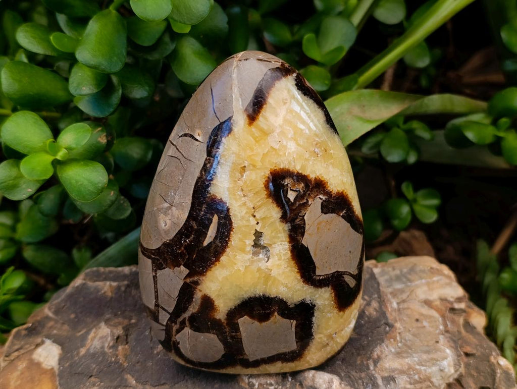 Polished Septerye Standing Free Forms x 2 From Mahajanga, Madagascar