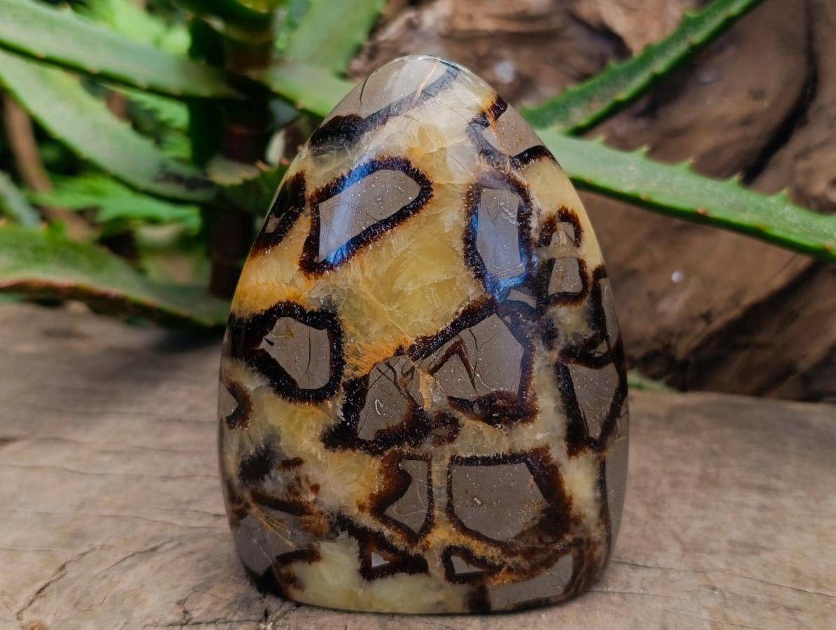 Polished Septerye Standing Free Forms x 2 From Mahajanga, Madagascar