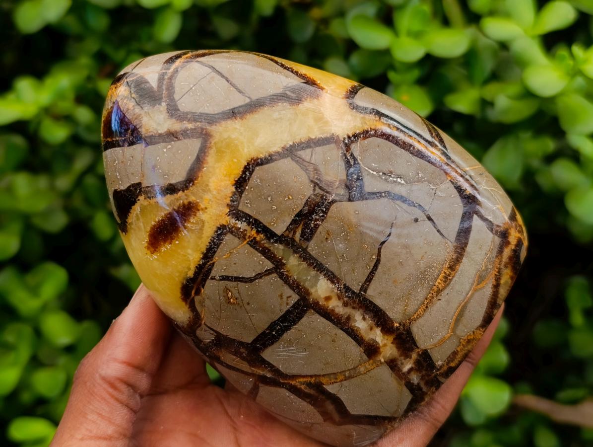 Polished Septerye Standing Free Forms x 2 From Mahajanga, Madagascar