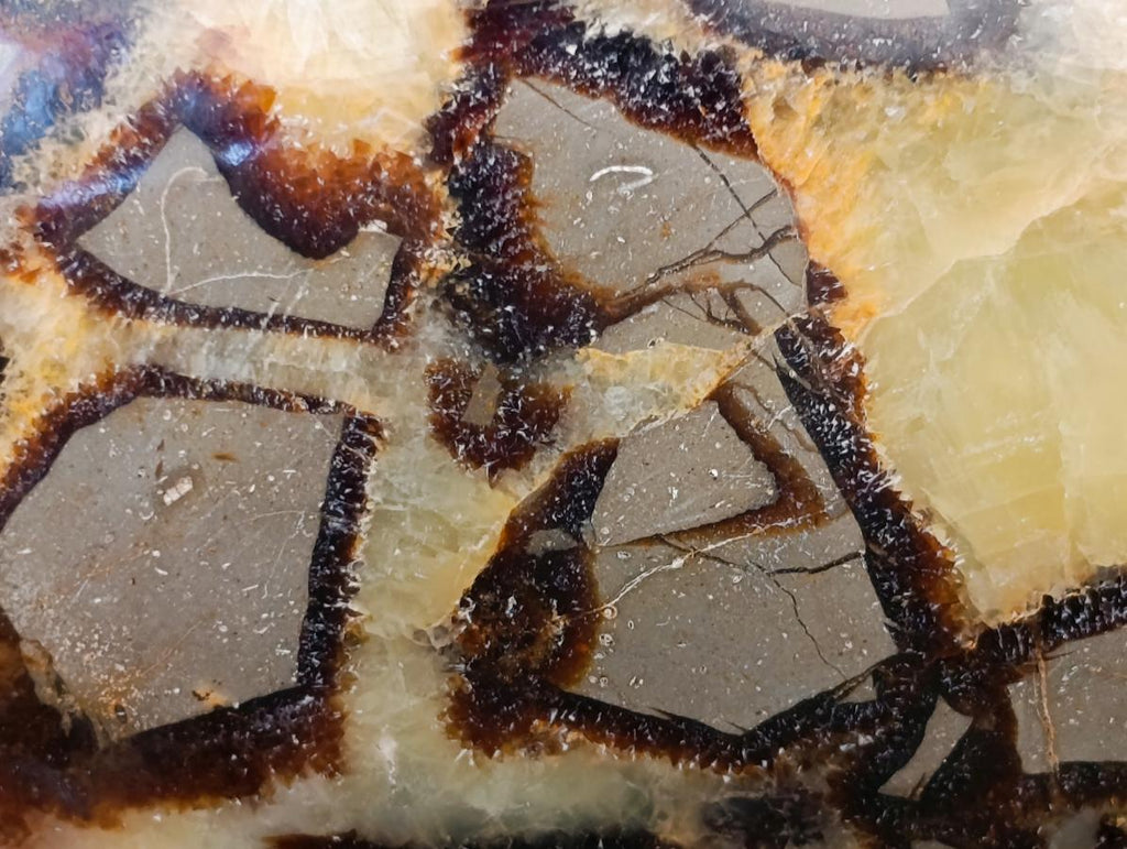 Polished Septerye Standing Free Forms x 2 From Mahajanga, Madagascar