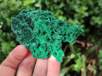 Natural Silky Malachite Specimens x 6 From Kasompe, Congo