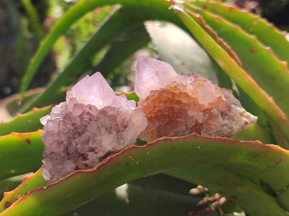 Natural Amethyst Spirit Clusters x 20 From Boekenhouthoek, South Africa