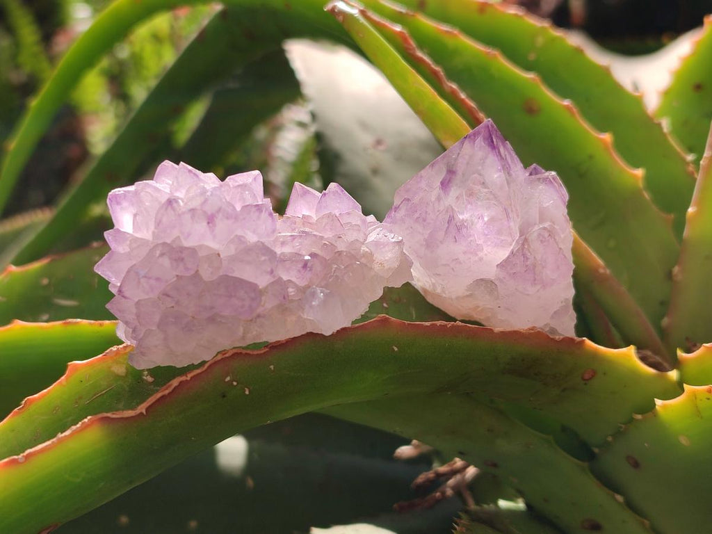Natural Amethyst Spirit Clusters x 20 From Boekenhouthoek, South Africa
