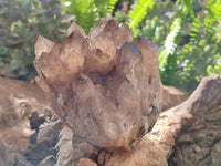 Natural Cascading Smokey Citrine Quartz Clusters x 2 From Luena, Congo