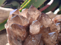 Natural Cascading Smokey Citrine Quartz Clusters x 2 From Luena, Congo