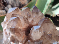 Natural Cascading Smokey Citrine Quartz Clusters x 2 From Luena, Congo