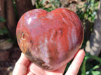 Polished Red Podocarpus Petrified Wood Hearts x 2 From Mahajanga, Madagascar