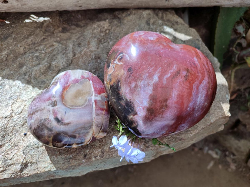 Polished Red Podocarpus Petrified Wood Hearts x 2 From Mahajanga, Madagascar