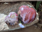 Polished Red Podocarpus Petrified Wood Hearts x 2 From Mahajanga, Madagascar