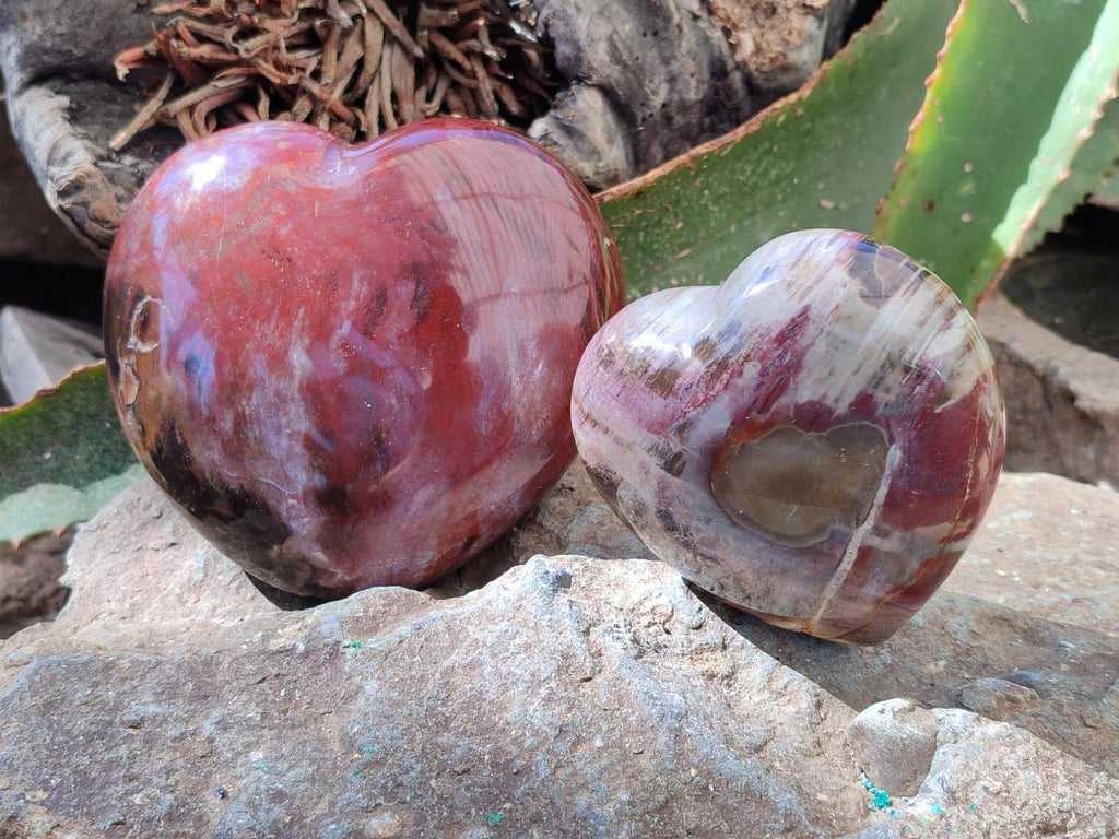 Polished Red Podocarpus Petrified Wood Hearts x 2 From Mahajanga, Madagascar