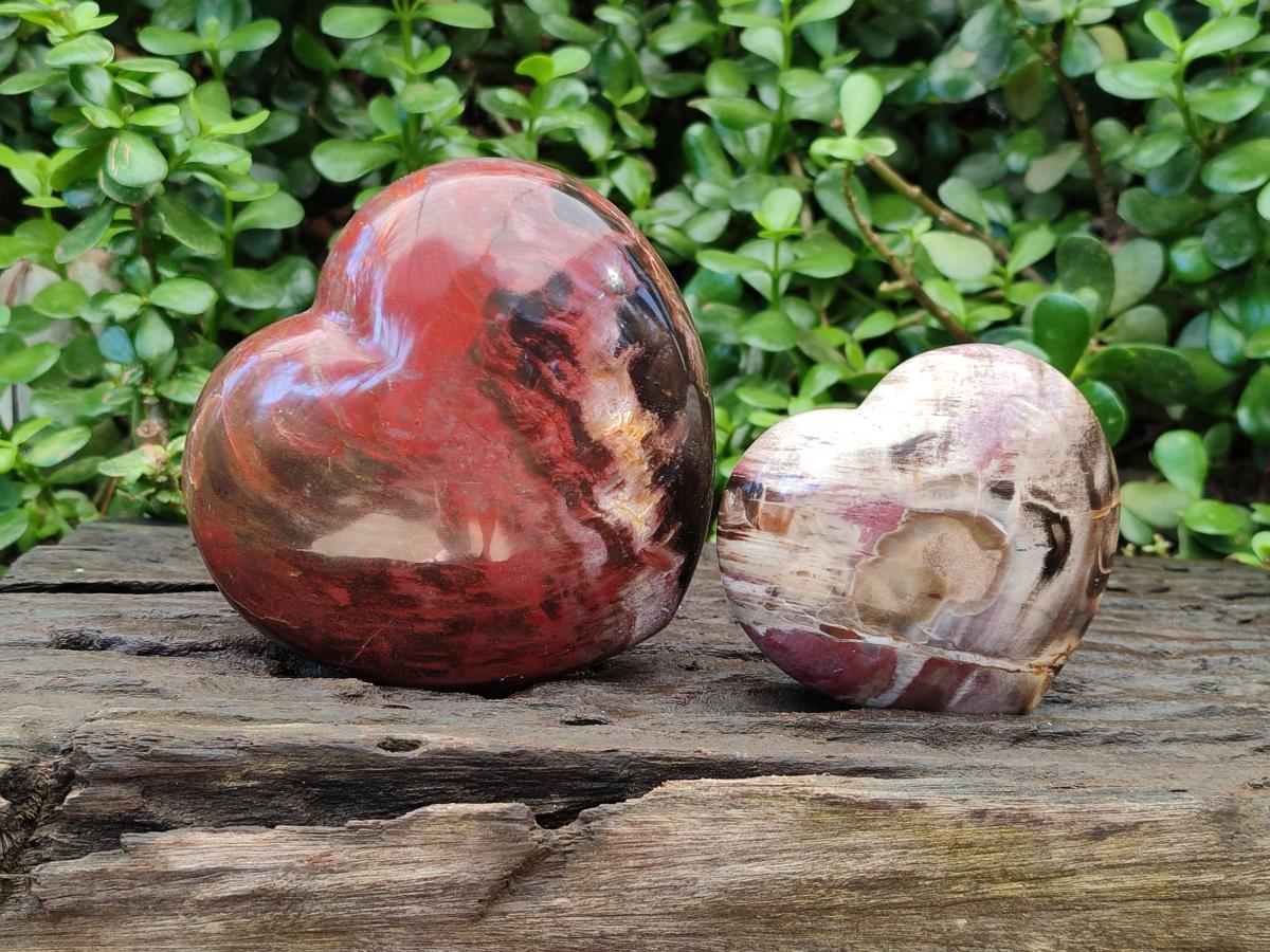 Polished Red Podocarpus Petrified Wood Hearts x 2 From Mahajanga, Madagascar