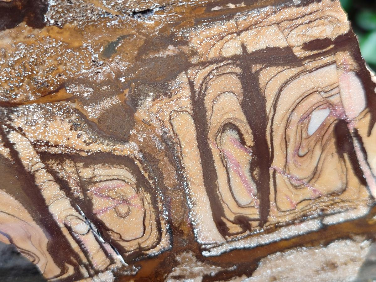 Polished On One Side Nguni Jasper Slices x 2 From Northern Cape, South Africa