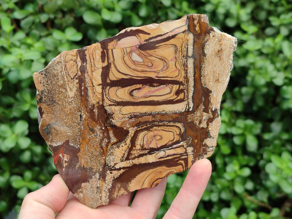 Polished On One Side Nguni Jasper Slices x 2 From Northern Cape, South Africa