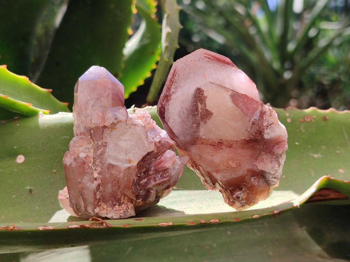 Natural Large Red Hematoid Quartz Crystals x 24 From Karoi, Zimbabwe