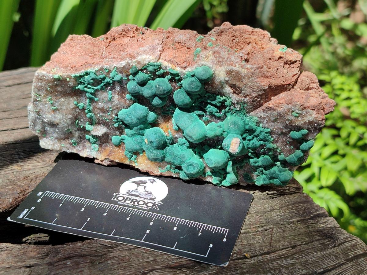 Natural Crystalline Ball Malachite and Quartz on Dolomite Specimens x 2 From Mindingi Mine, Kambove, Congo