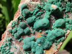 Natural Crystalline Ball Malachite and Quartz on Dolomite Specimens x 2 From Mindingi Mine, Kambove, Congo