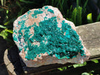 Natural XL Dioptase On Dolomite Specimen x 1 From Likasi, Congo