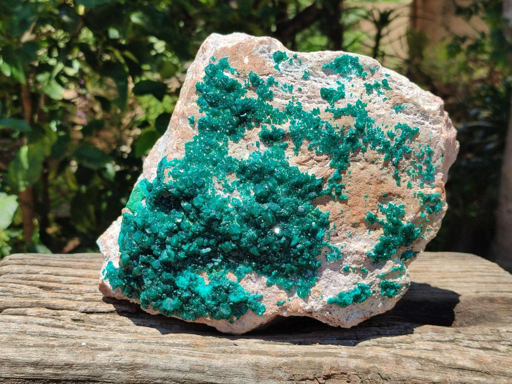 Natural XL Dioptase On Dolomite Specimen x 1 From Likasi, Congo