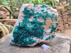 Natural XL Dioptase On Dolomite Specimen x 1 From Likasi, Congo