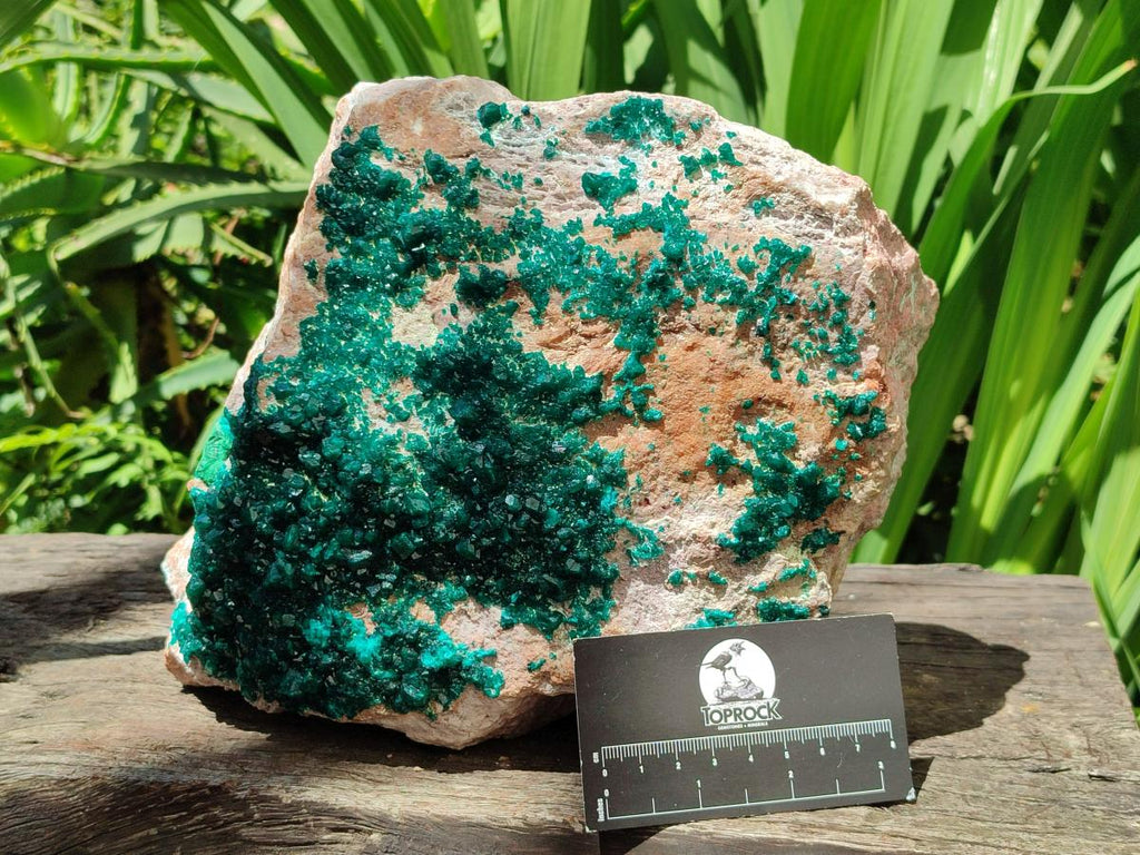 Natural XL Dioptase On Dolomite Specimen x 1 From Likasi, Congo