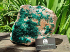 Natural XL Dioptase On Dolomite Specimen x 1 From Likasi, Congo