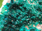 Natural XL Dioptase On Dolomite Specimen x 1 From Likasi, Congo