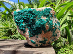Natural XL Dioptase On Dolomite Specimen x 1 From Likasi, Congo