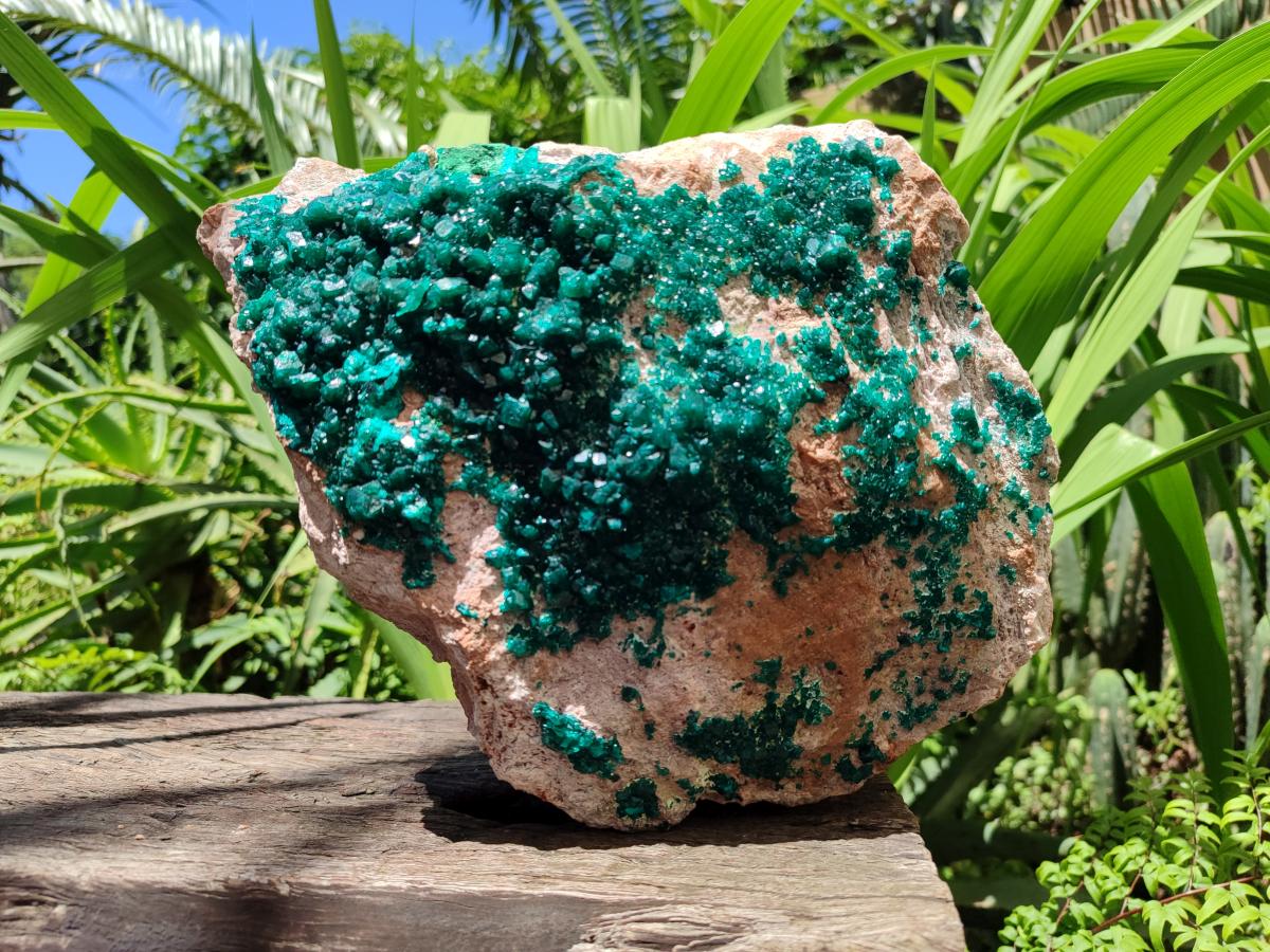 Natural XL Dioptase On Dolomite Specimen x 1 From Likasi, Congo