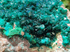 Natural XL Dioptase On Dolomite Specimen x 1 From Likasi, Congo