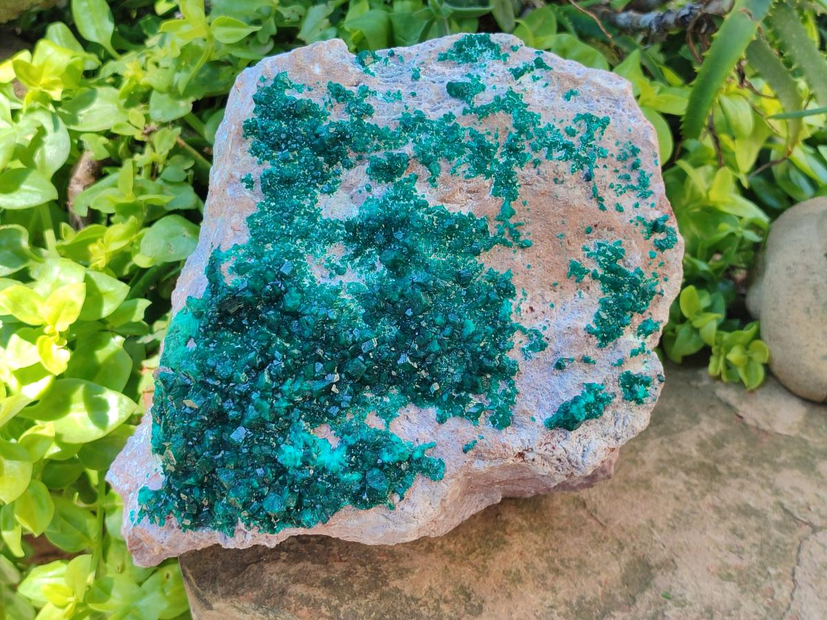 Natural XL Dioptase On Dolomite Specimen x 1 From Likasi, Congo