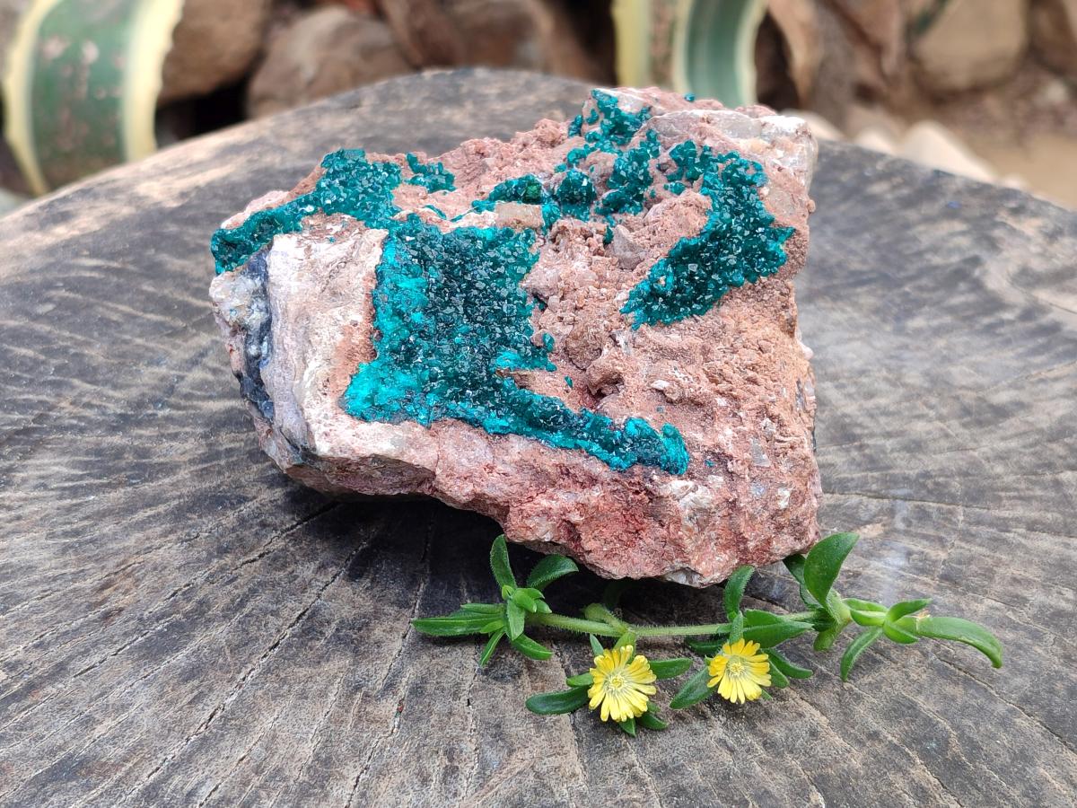 Natural Dioptase On Dolomite Specimens x 1 From Likasi, Congo
