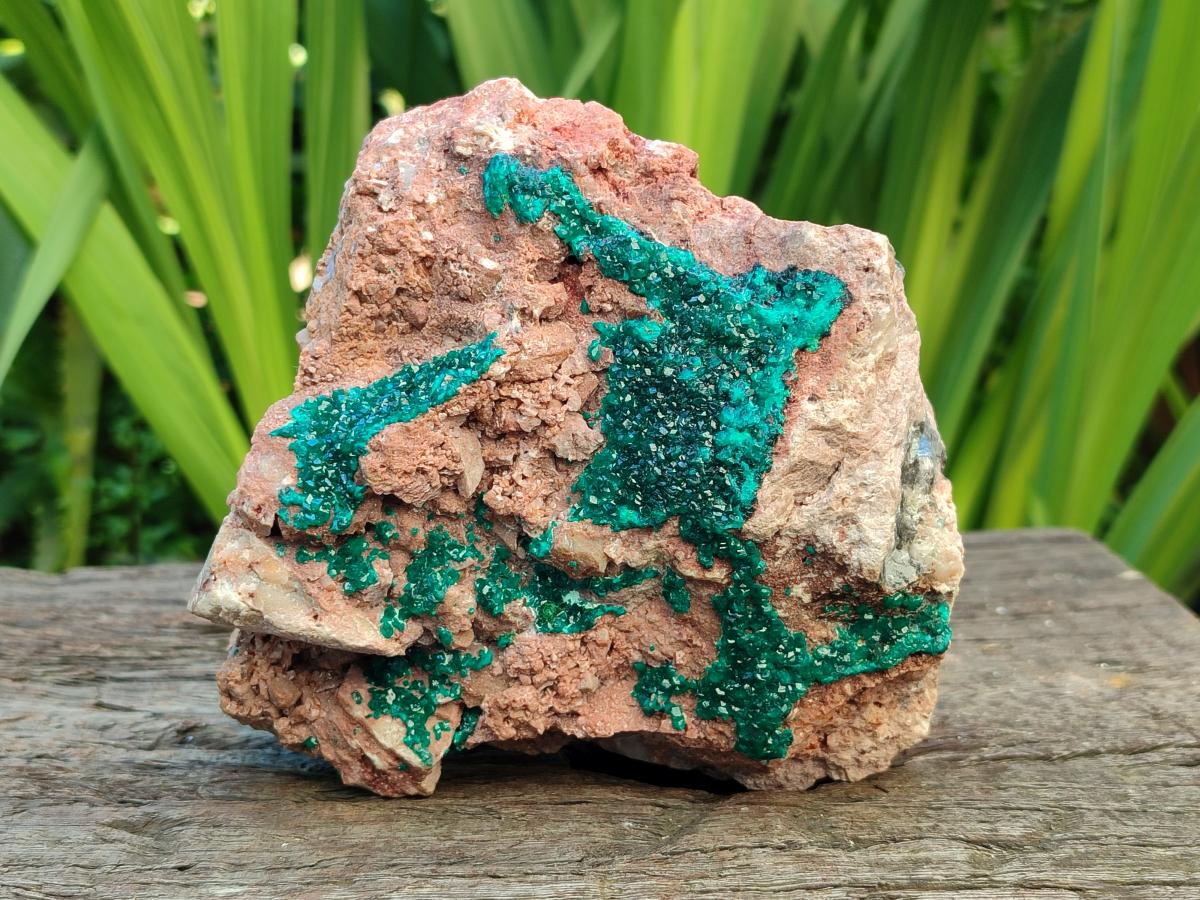 Natural Dioptase On Dolomite Specimens x 1 From Likasi, Congo