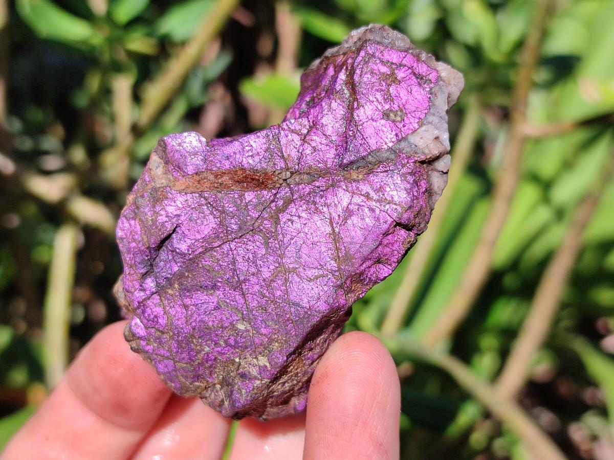 Natural Metallic Purpurite Specimens x 12 From Erongo, Namibia