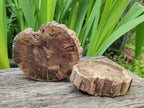 Polished On One Side Petrified Wood Branch Slices x 2 From Gokwe, Zimbabwe