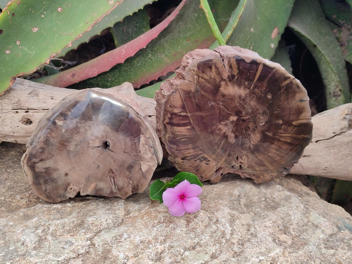 Polished On One Side Petrified Wood Branch Slices x 2 From Gokwe, Zimbabwe