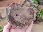 Polished On One Side Petrified Wood Branch Slices x 2 From Gokwe, Zimbabwe