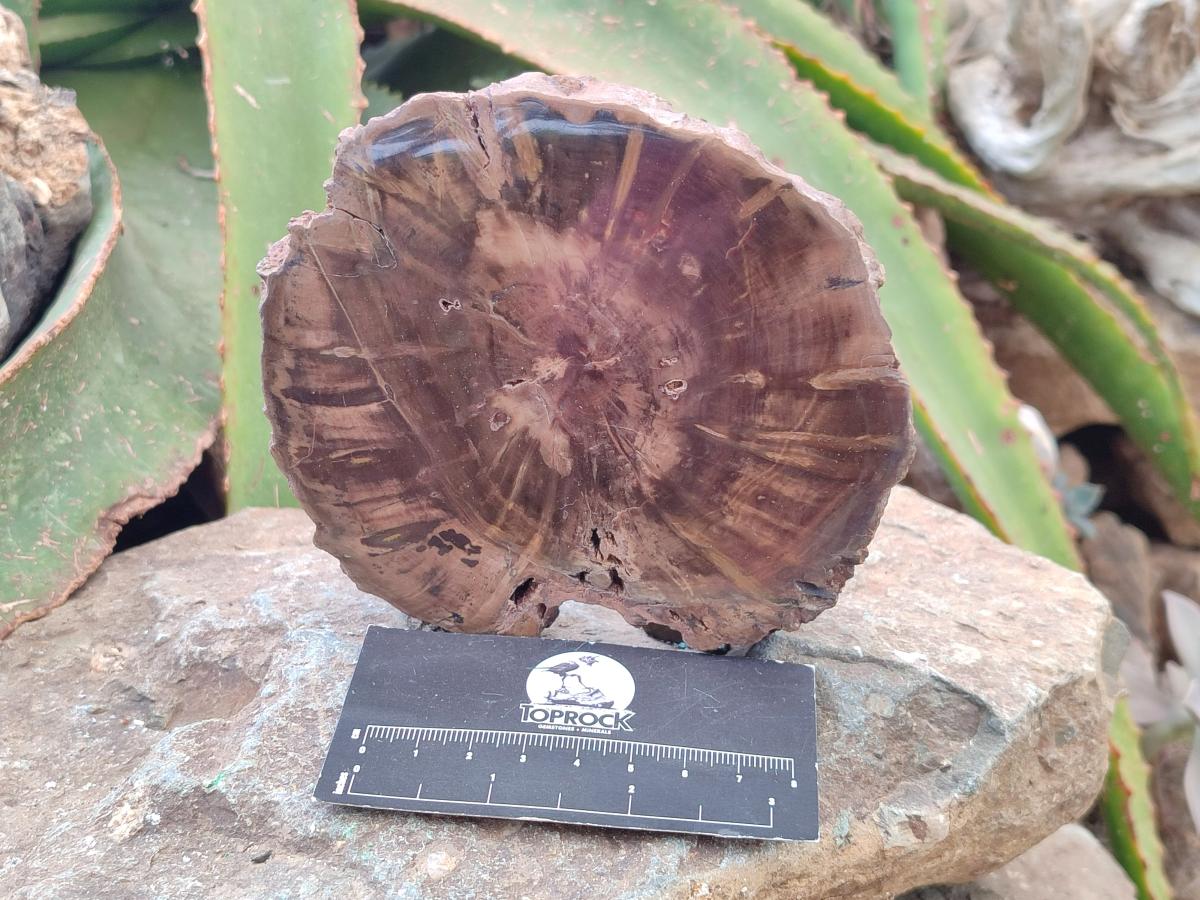 Polished On One Side Petrified Wood Branch Slices x 2 From Gokwe, Zimbabwe