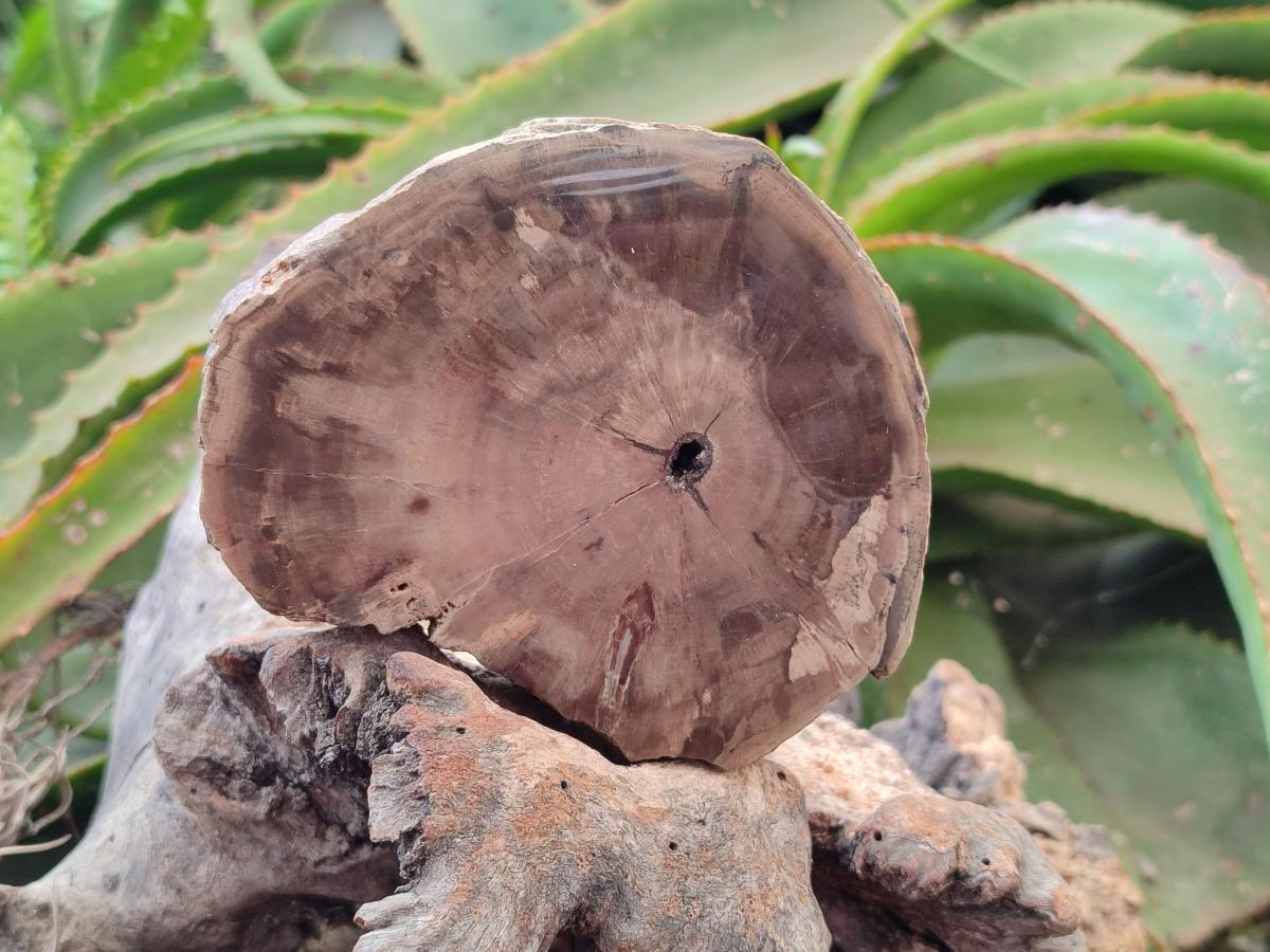 Polished On One Side Petrified Wood Branch Slices x 2 From Gokwe, Zimbabwe