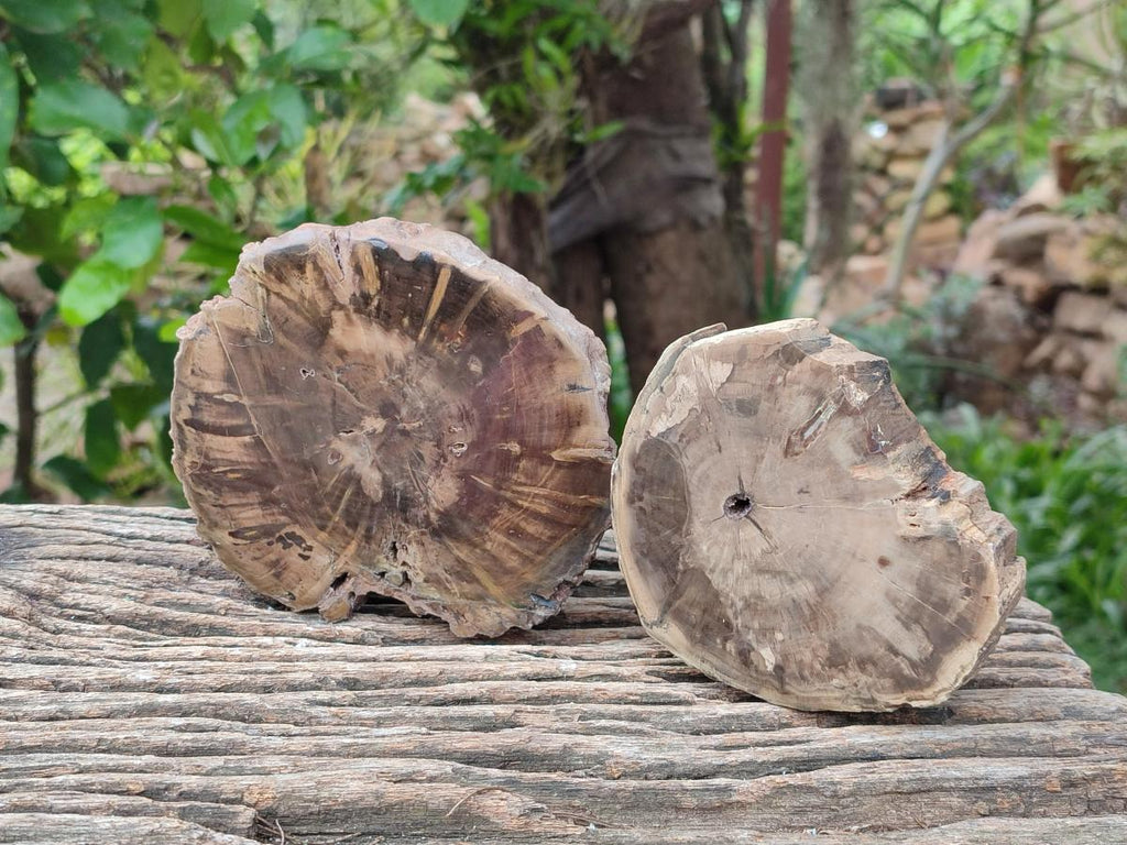 Polished On One Side Petrified Wood Branch Slices x 2 From Gokwe, Zimbabwe