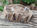 Polished On One Side Petrified Wood Branch Slices x 2 From Gokwe, Zimbabwe