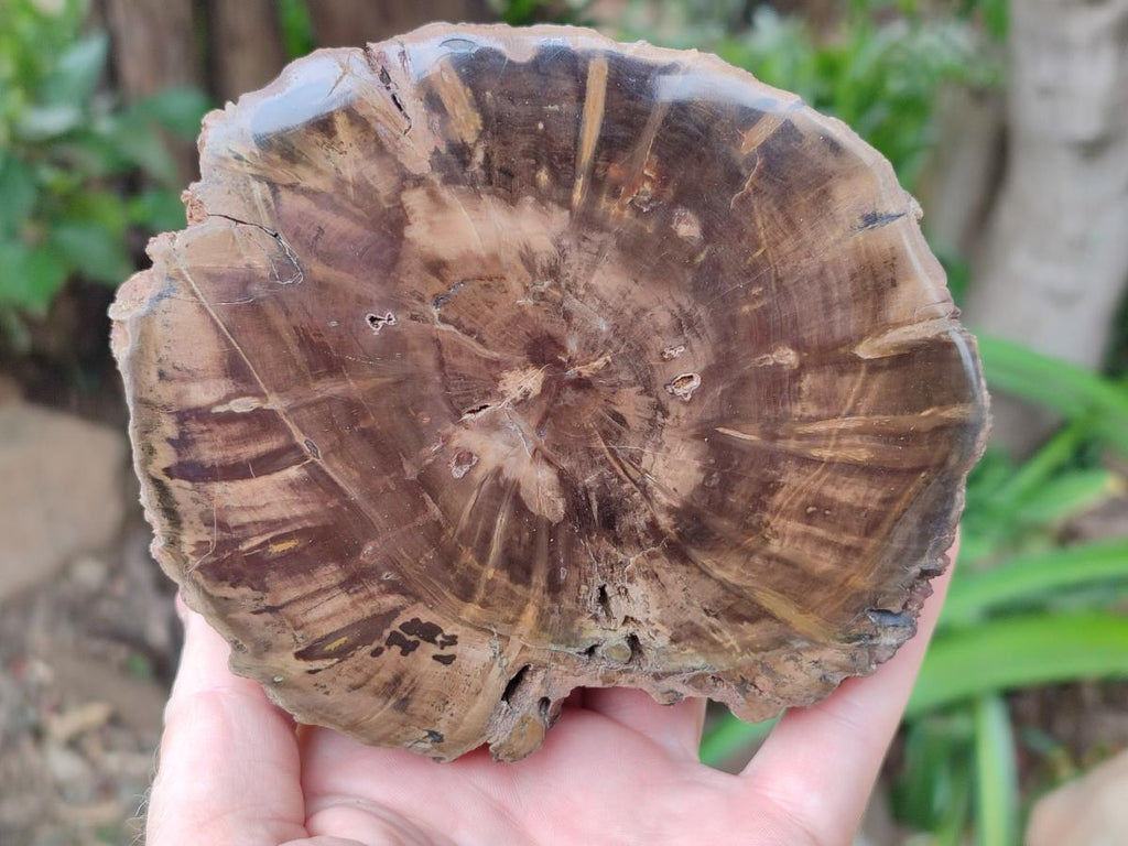Polished On One Side Petrified Wood Branch Slices x 2 From Gokwe, Zimbabwe