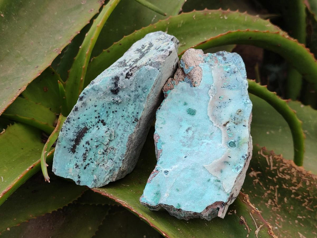 Natural Drusy Coated Chrysocolla On Dolomite Specimens x 5 From Lupoto Mine, Congo - Toprock Gemstones and Minerals 