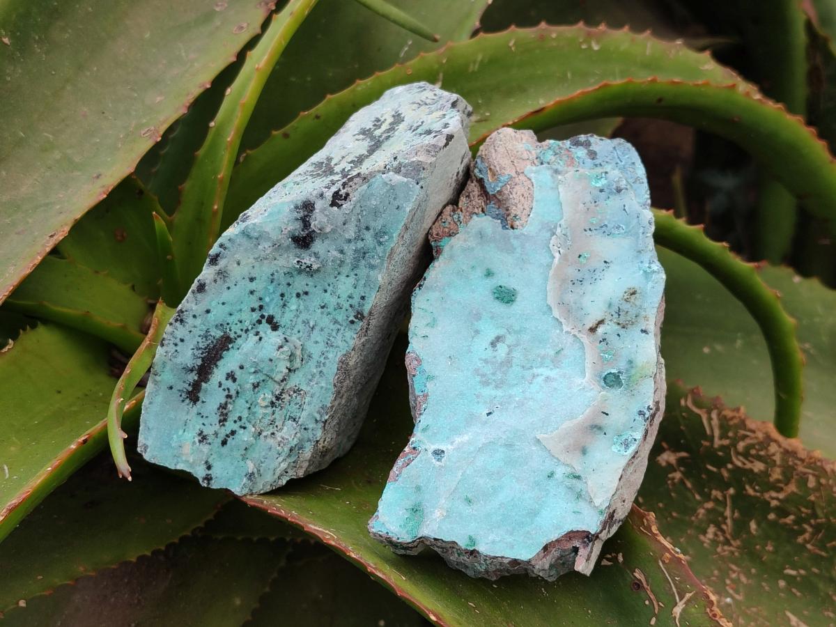 Natural Drusy Coated Chrysocolla On Dolomite Specimens x 5 From Lupoto Mine, Congo - Toprock Gemstones and Minerals 