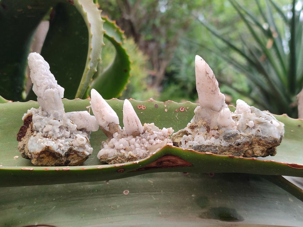 Natural Drusy Quartz Coated Spearhead Calcite Specimens x 24 From Albert's Mountain, Lesotho