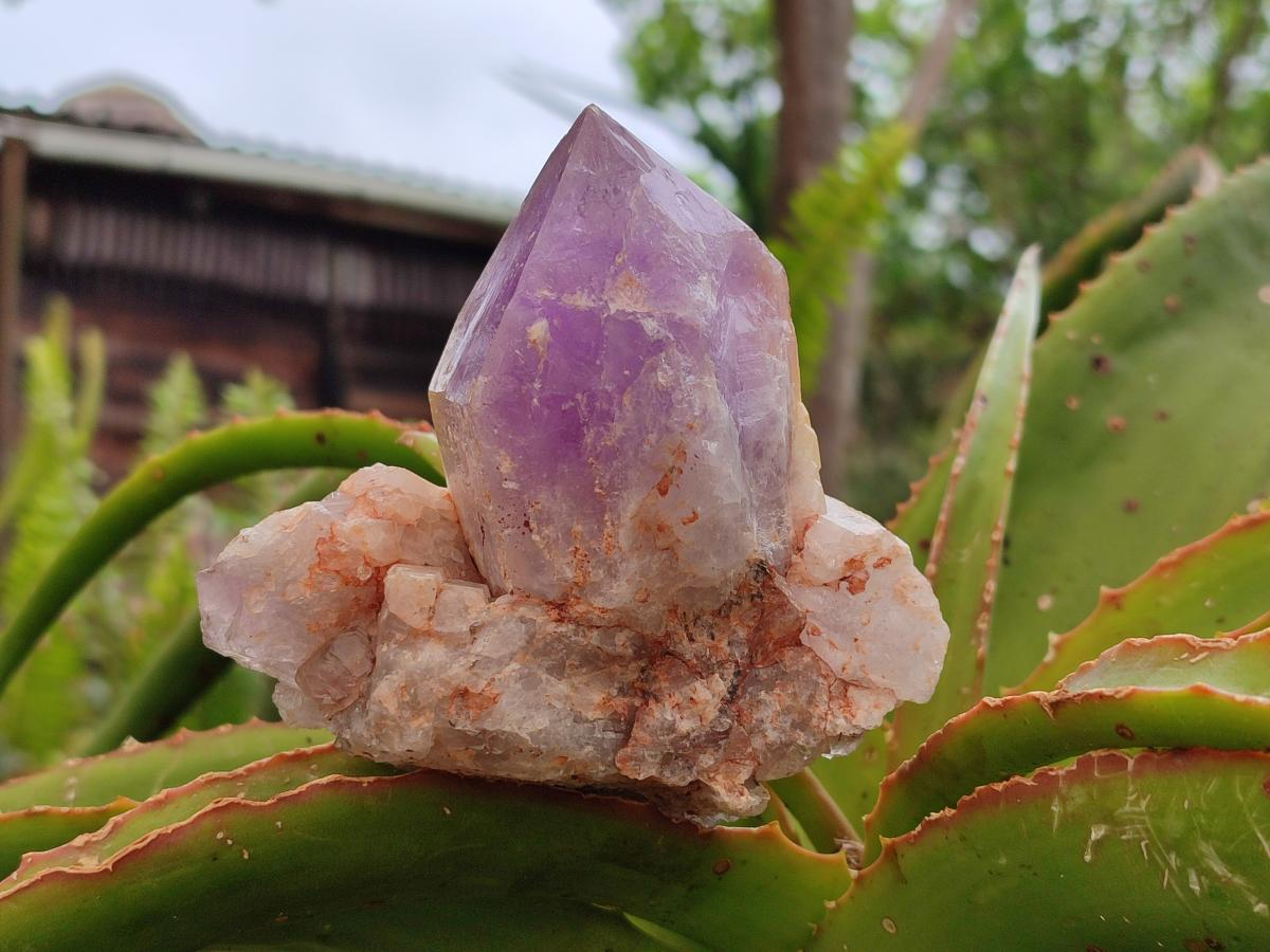 Natural Jacaranda Amethyst Clusters x 6 From Mumbwa, Zambia